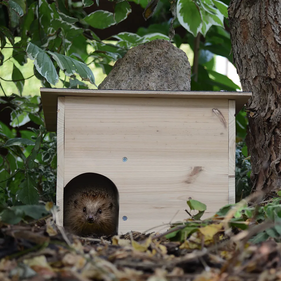 Ein sicheres Zuhause für Igel – in Ihrem Garten!
