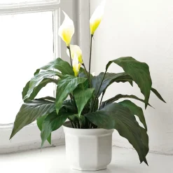 Kunstblume Calla