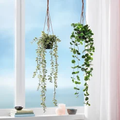Kunstpflanze Eukalyptus