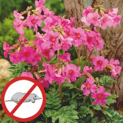 Schützen Sie bis zu 100 m² Garten ganz natürlich vor Wühlern und Nagern!